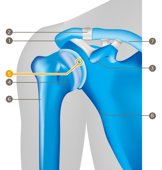 Shoulder joint (glenohumeral joint)